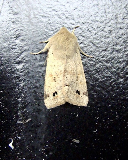 twin-spotted quaker